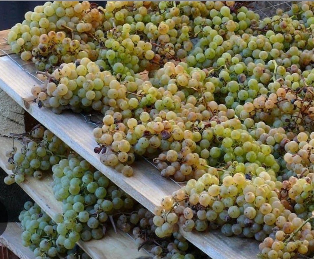 Moscato di Saracena: l’anima dolce del Pollino che racconta Calabria