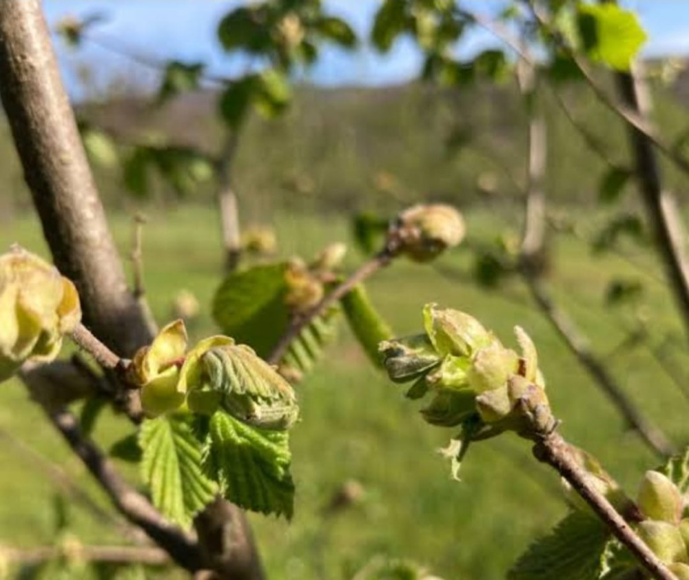 Cardinale, il borgo della Nocciola: dove il gusto diventa identità