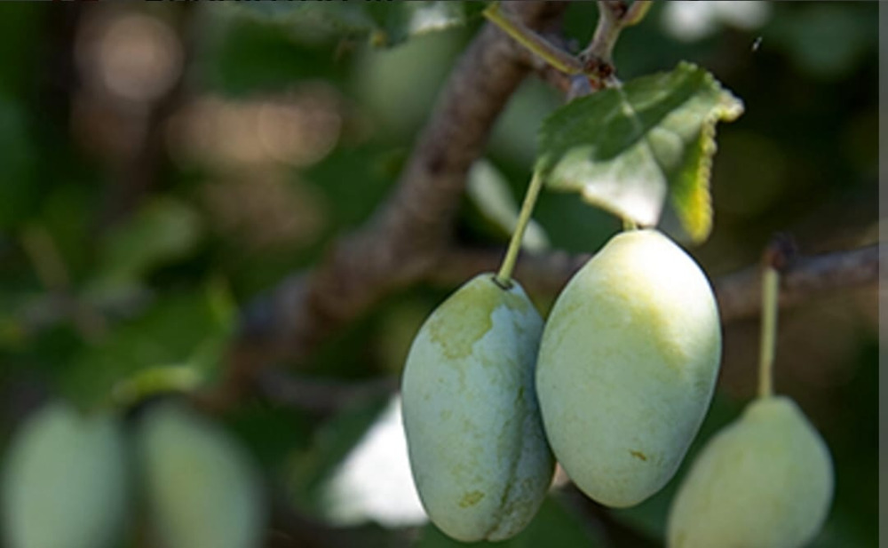 Un frutto antico, un’identità viva. La Pruna dei Frati di Terranova nella Piana di Gioia Tauro 