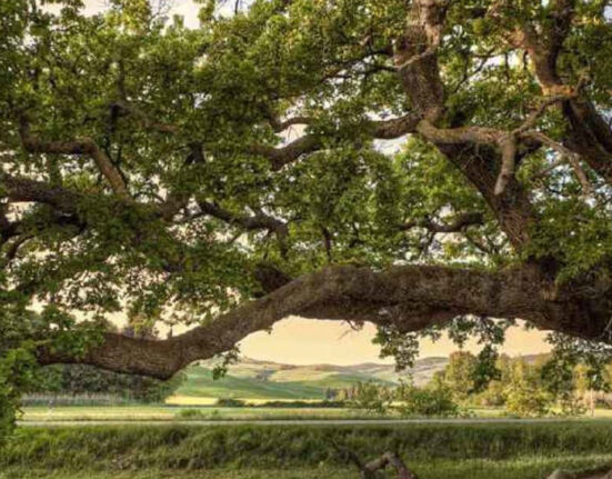 Valorizzazione degli alberi monumentali calabresi, presentata proposta di legge