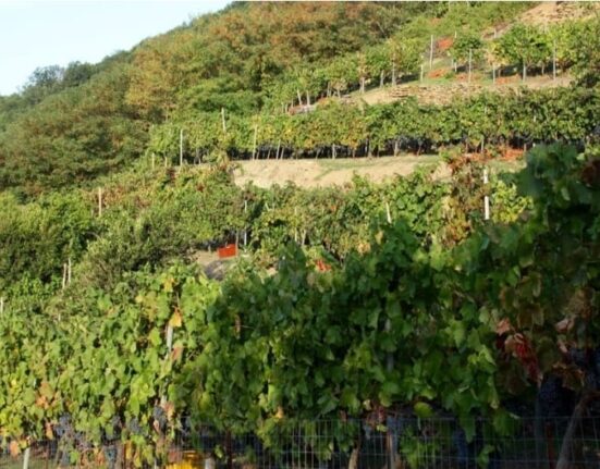 Grimaldi Enoica Co Wine Festival: il Savuto si racconta tra calici, cultura e comunità