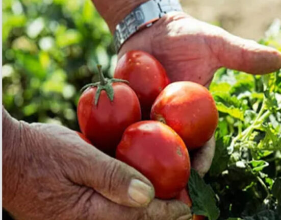 Pomodoro Siccagno Zagarese: il gusto autentico e l’identità di un luogo di Calabria