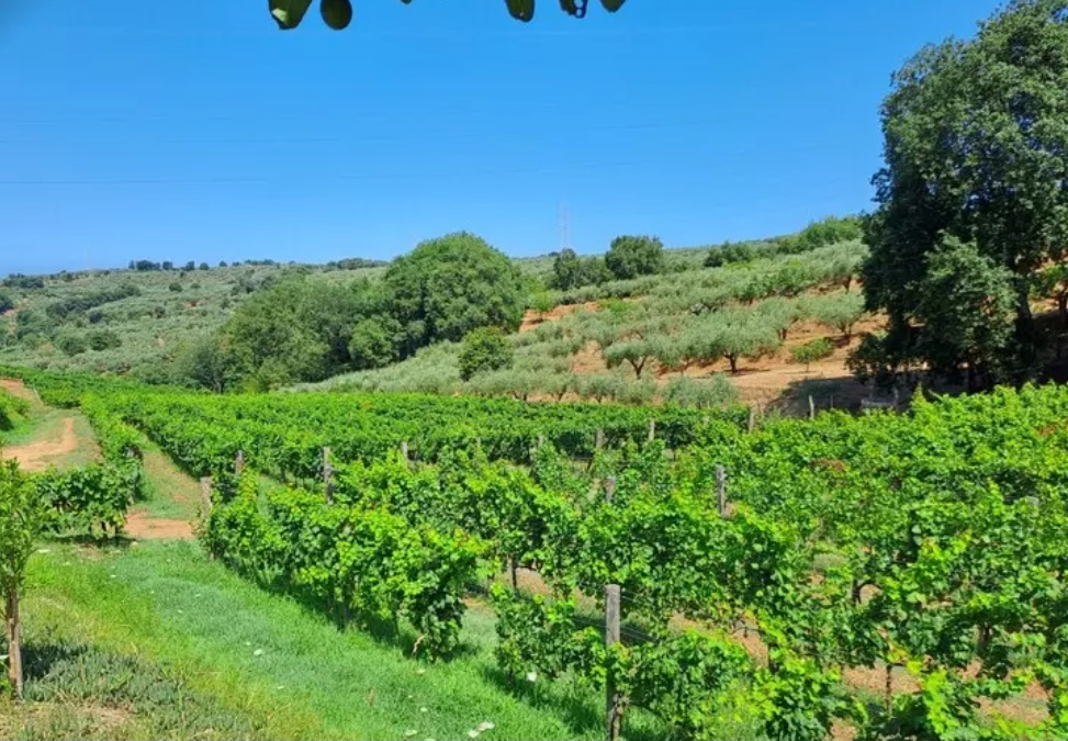 Il vino zibibbo di Francavilla, storia di una identità ritrovata