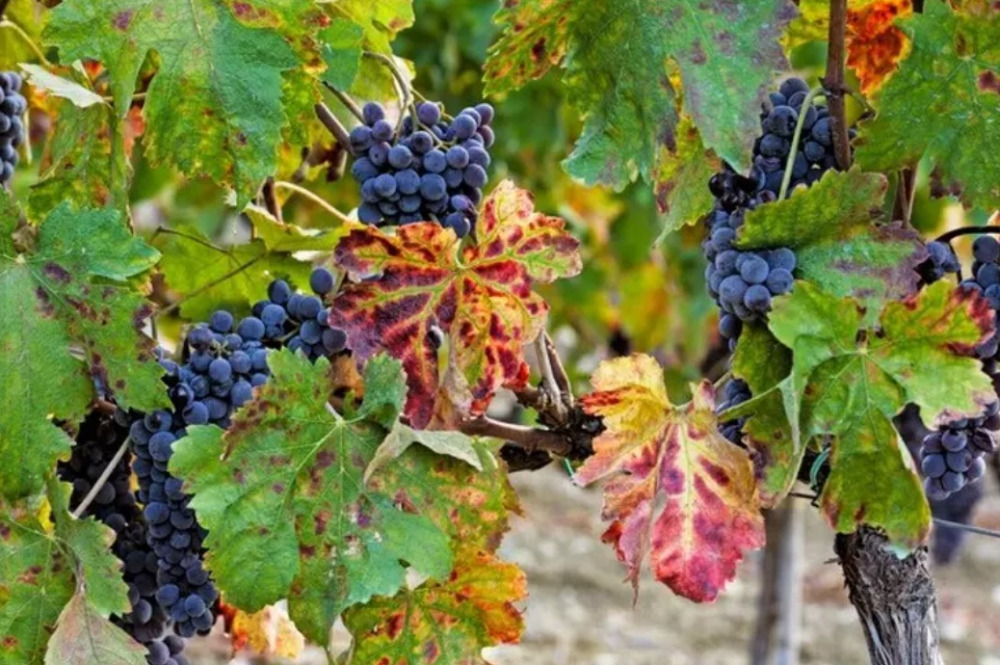 Masaf, riconoscimento Dop al vino calabrese Cirò Classico