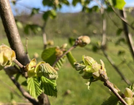 Cardinale, il borgo della Nocciola: dove il gusto diventa identità